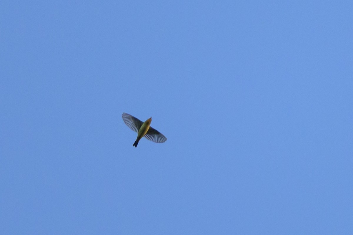 Bobolink - ML641021276