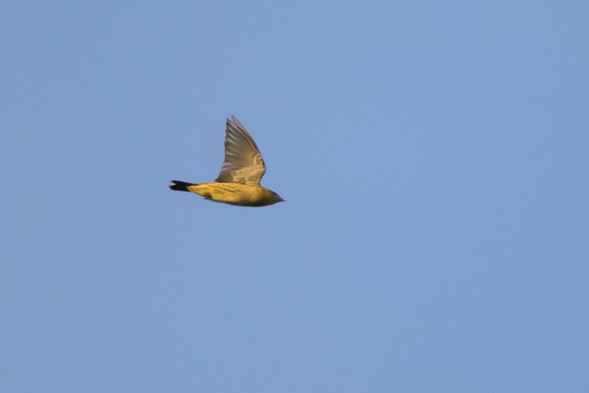 Bobolink - ML641021277