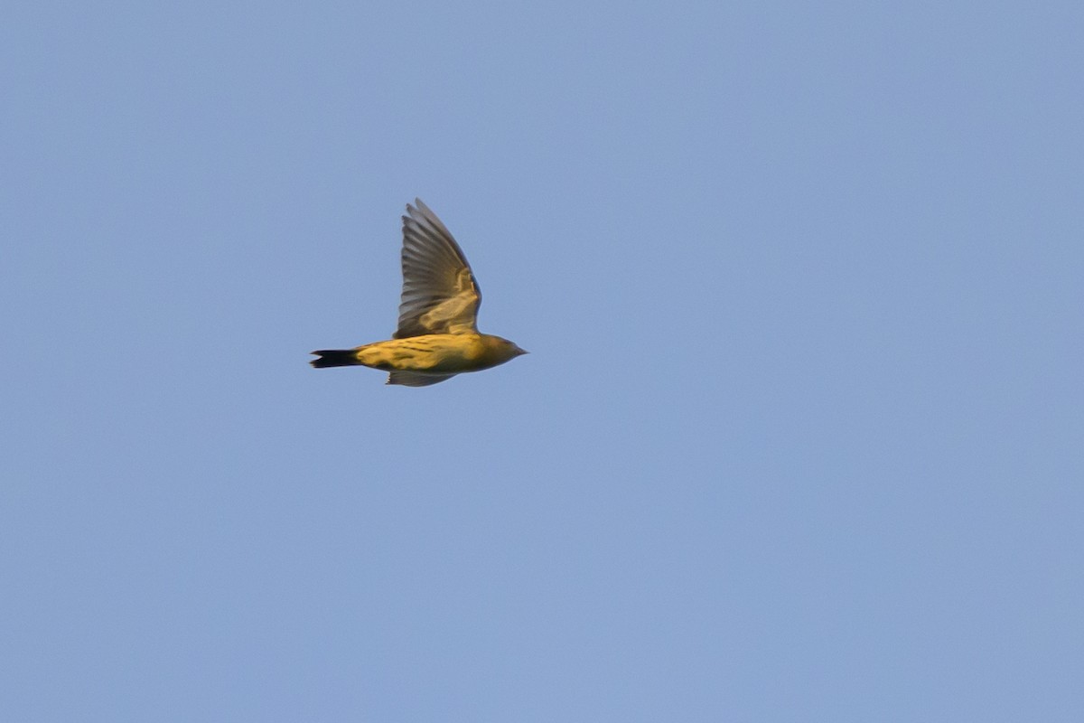 Bobolink - ML641021278
