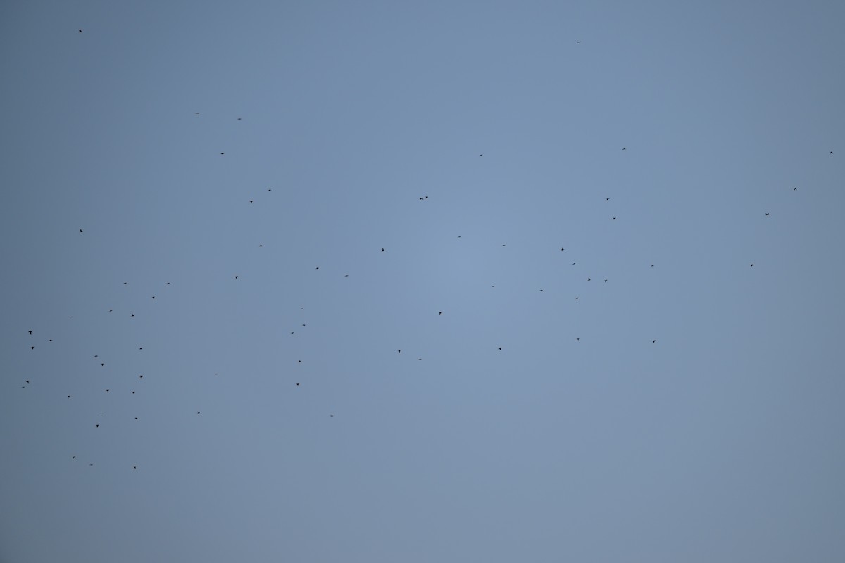 Bobolink - ML641021279