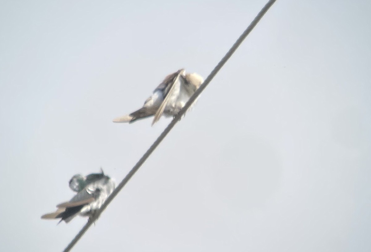 Violet-green Swallow - ML641021280