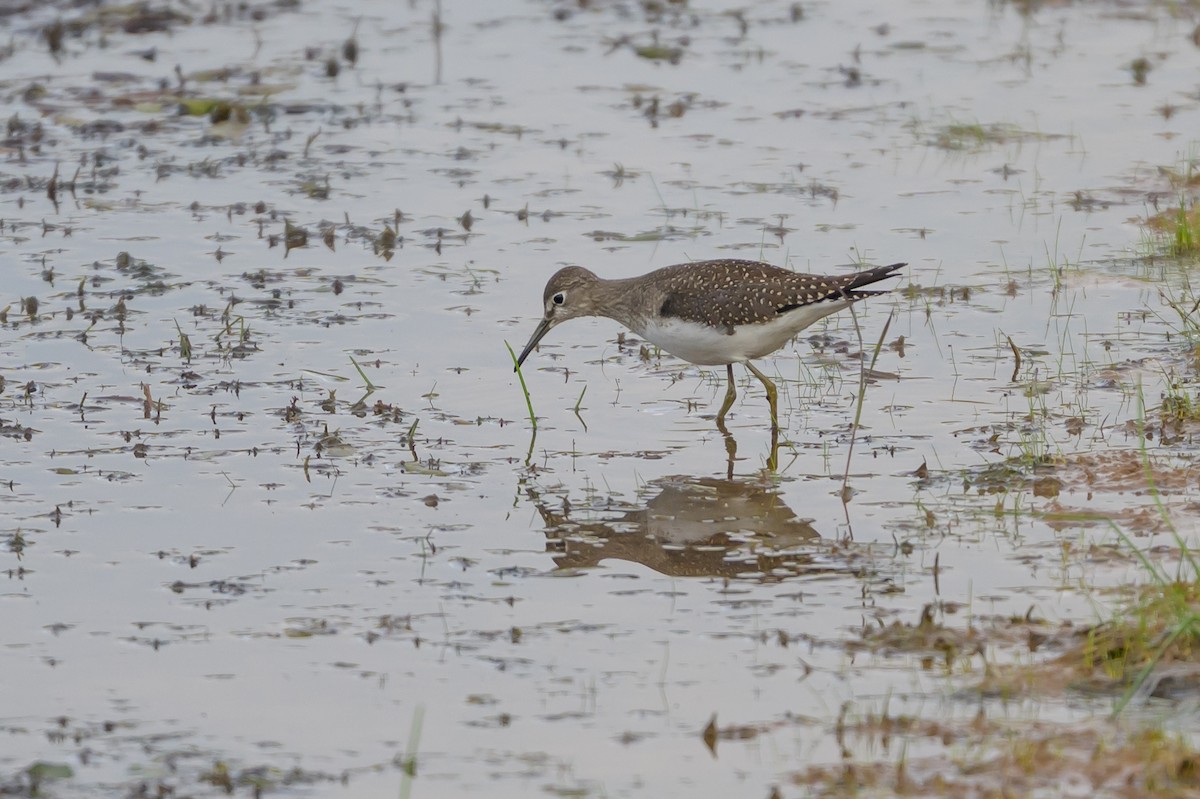 Solitary Sandpiper - ML641021281