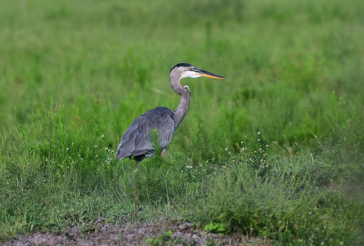Great Blue Heron - ML641021282