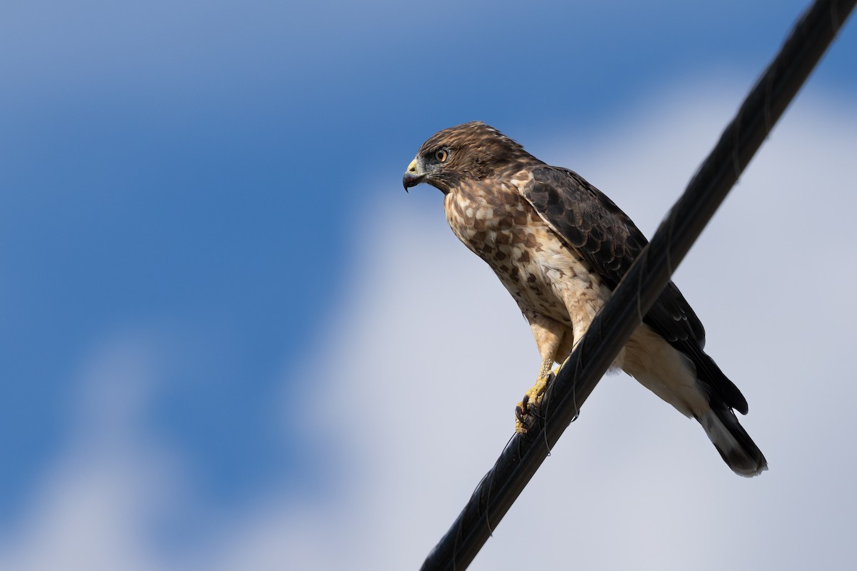 Broad-winged Hawk - ML641021283