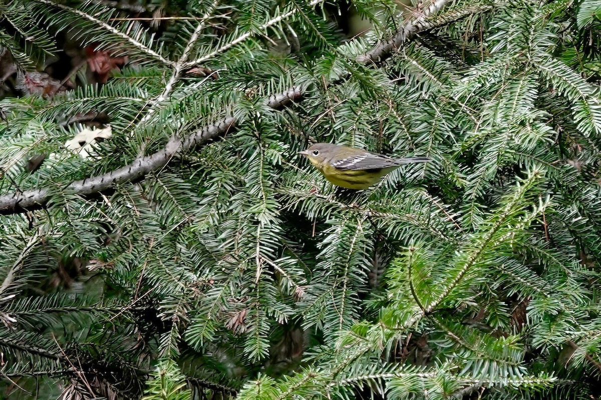 Magnolia Warbler - ML641021284