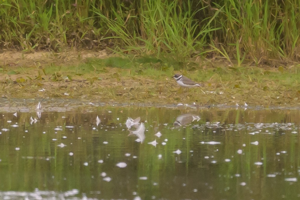 Semipalmated Plover - ML641021285
