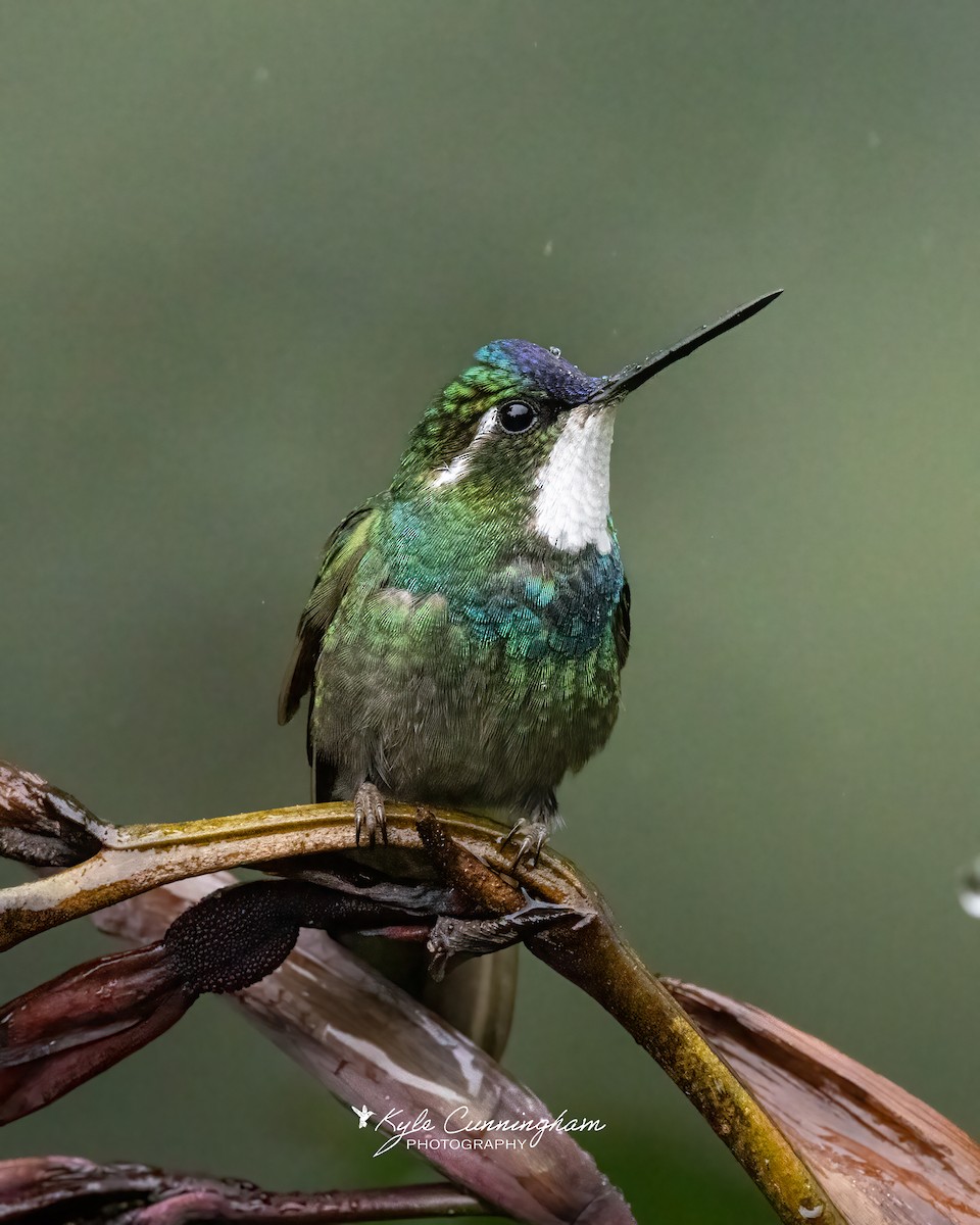 White-throated Mountain-gem - ML641021286