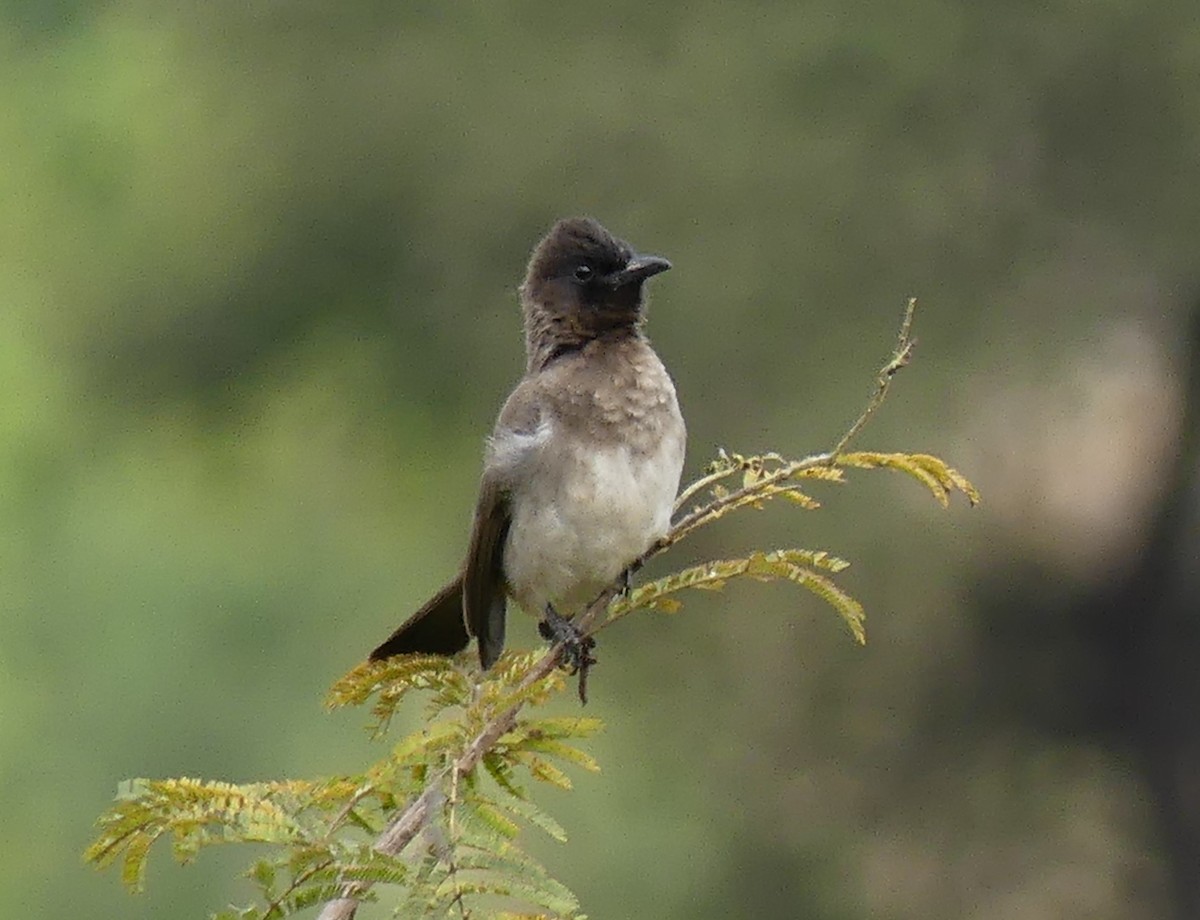 Common Bulbul - ML641021287