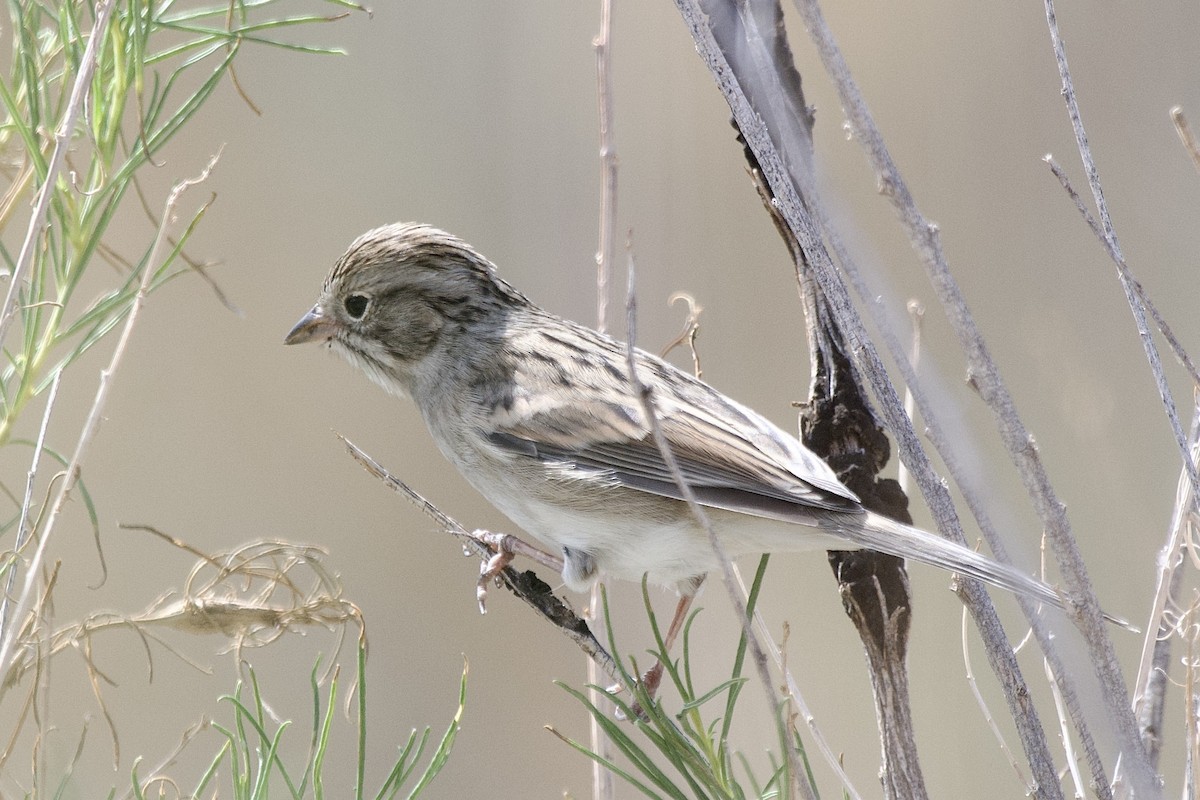 Brewer's Sparrow - ML641021289