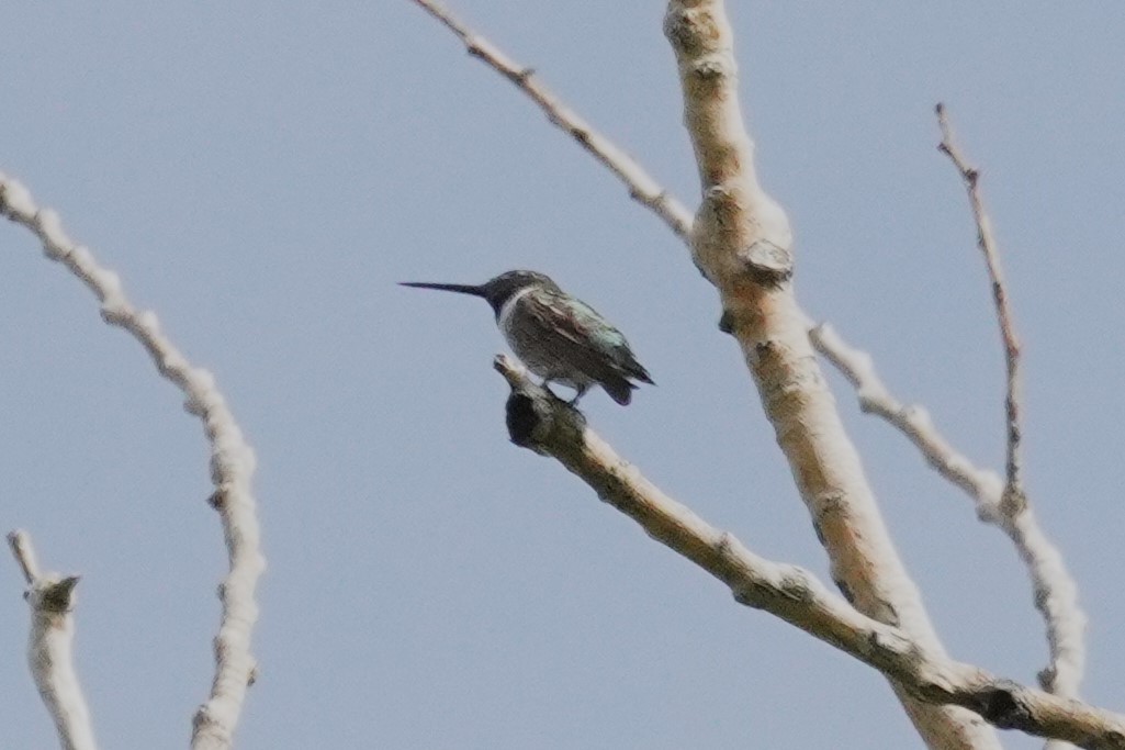 Black-chinned Hummingbird - ML641021290