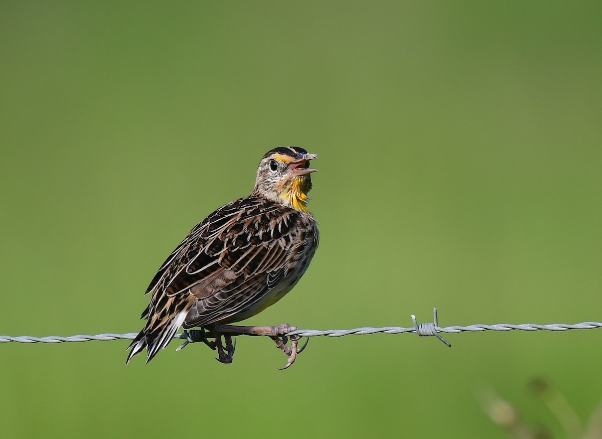 Eastern Meadowlark - ML641021312