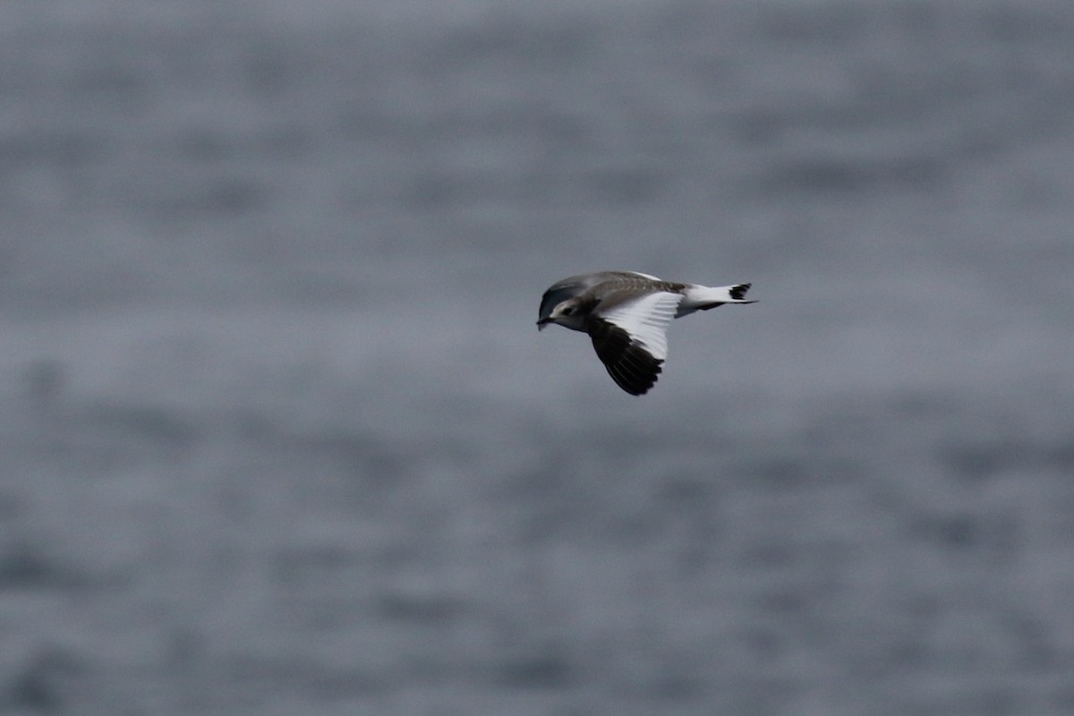 叉尾鷗 - ML641021336