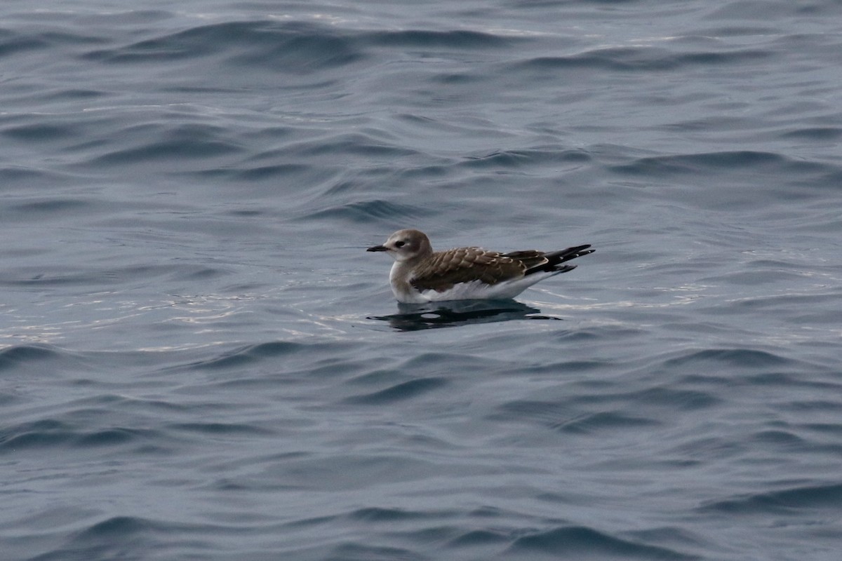 叉尾鷗 - ML641021337