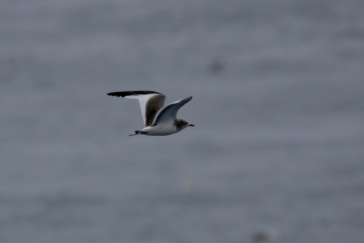 叉尾鷗 - ML641021338