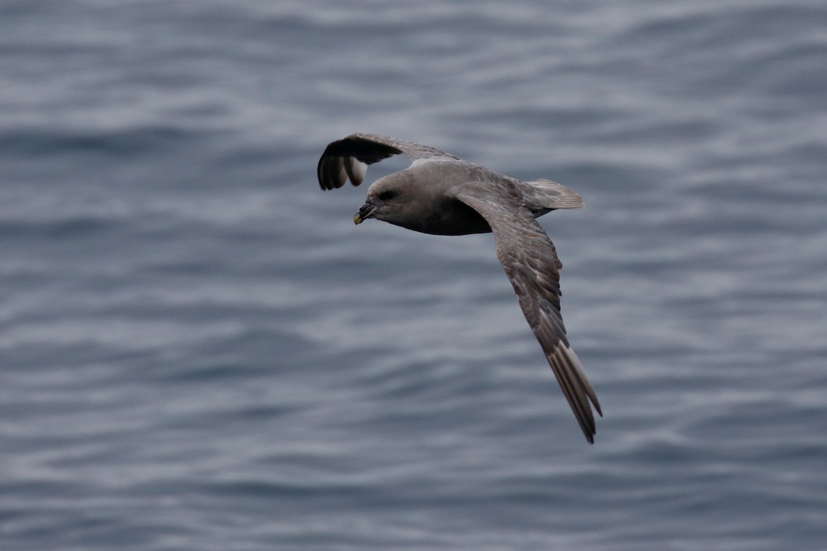 暴風鸌 - ML641021360