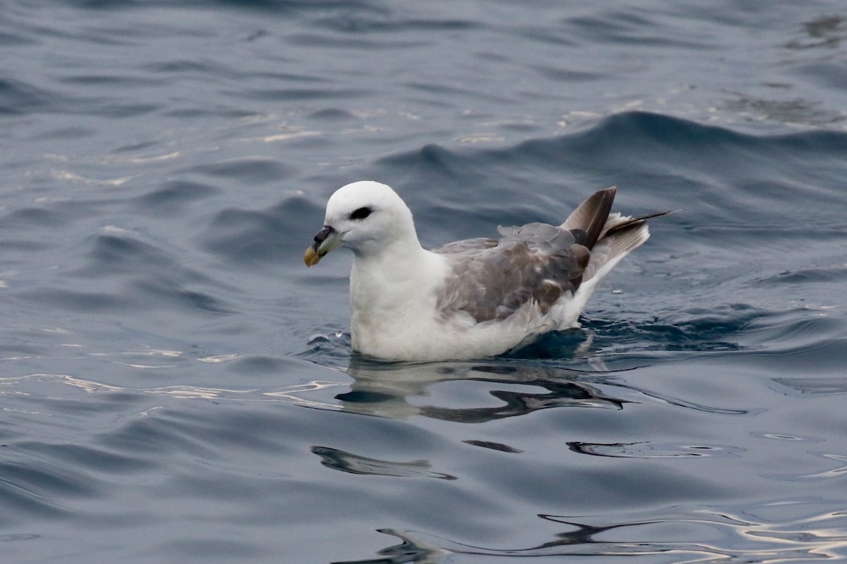 暴風鸌 - ML641021361