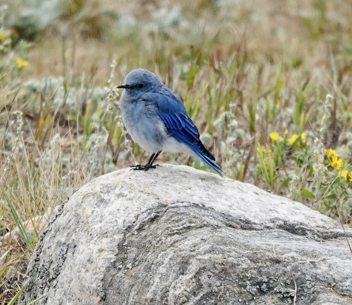 Mountain Bluebird - ML641021366