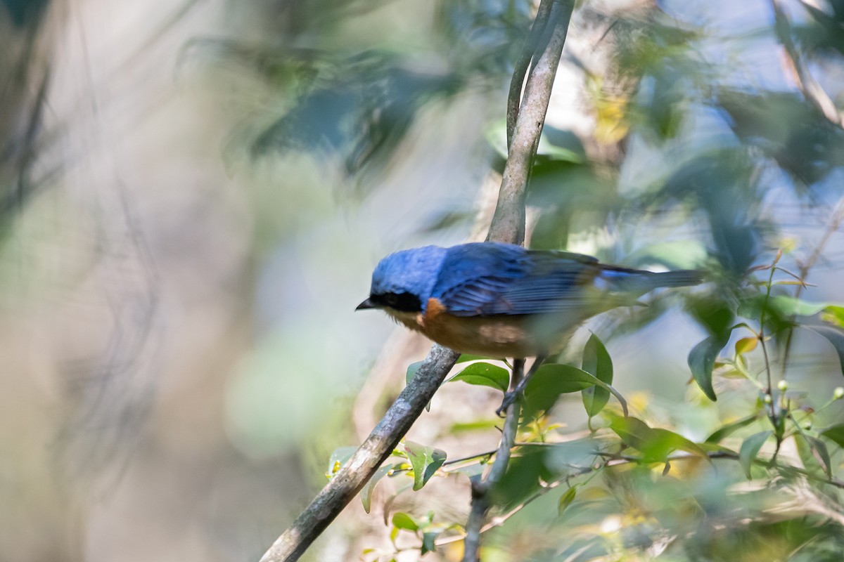 Fawn-breasted Tanager - ML641021380