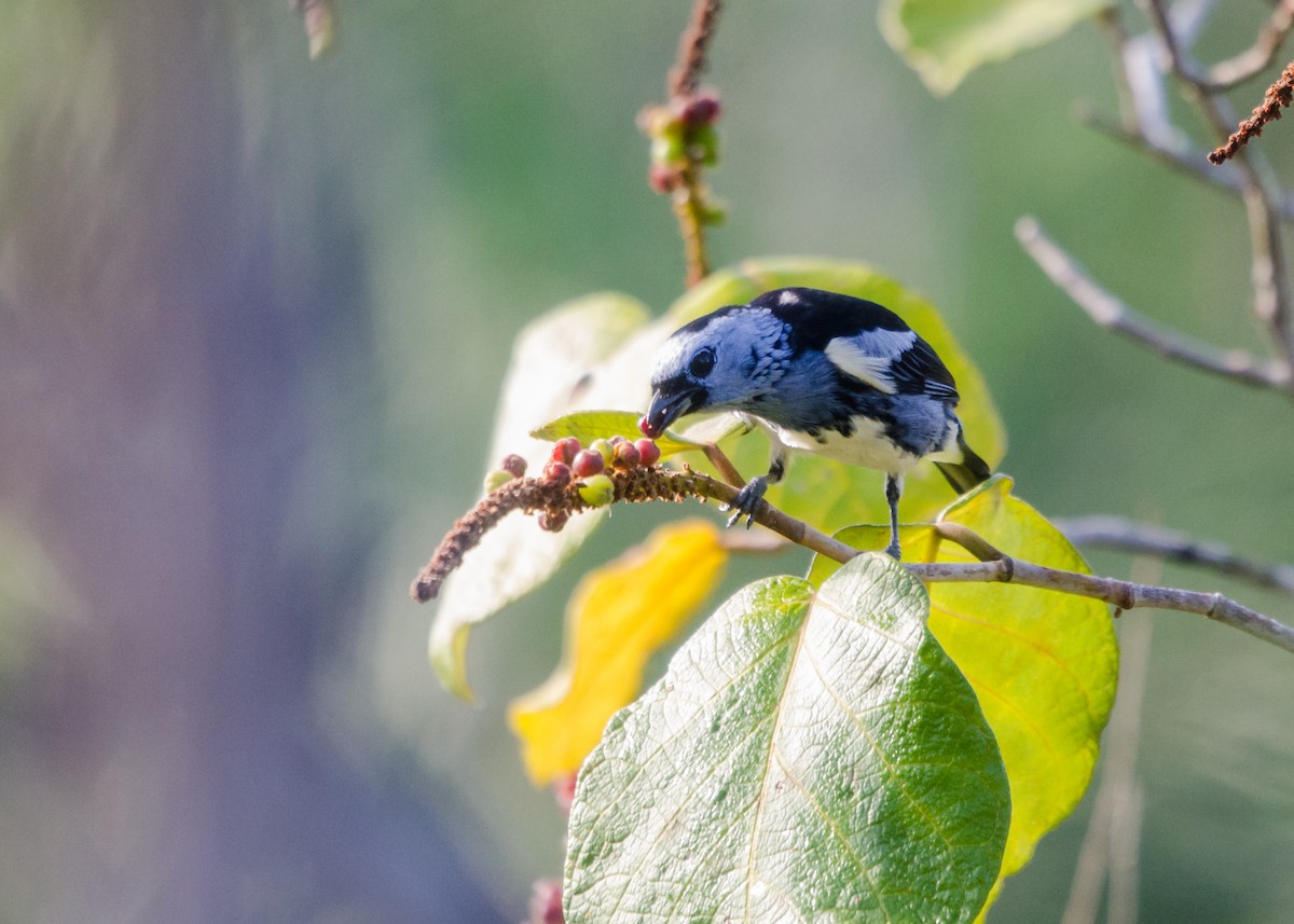 White-bellied Tanager - ML641021405