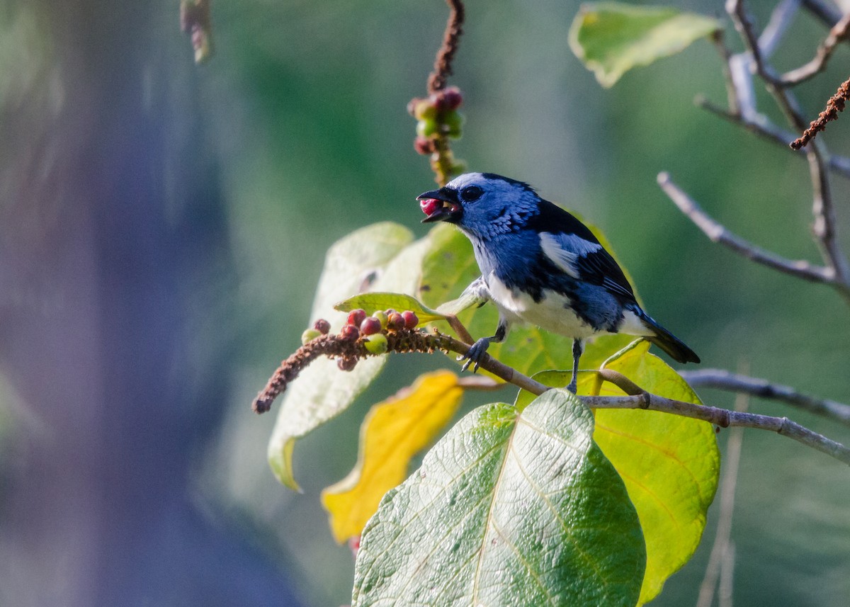 White-bellied Tanager - ML641021406
