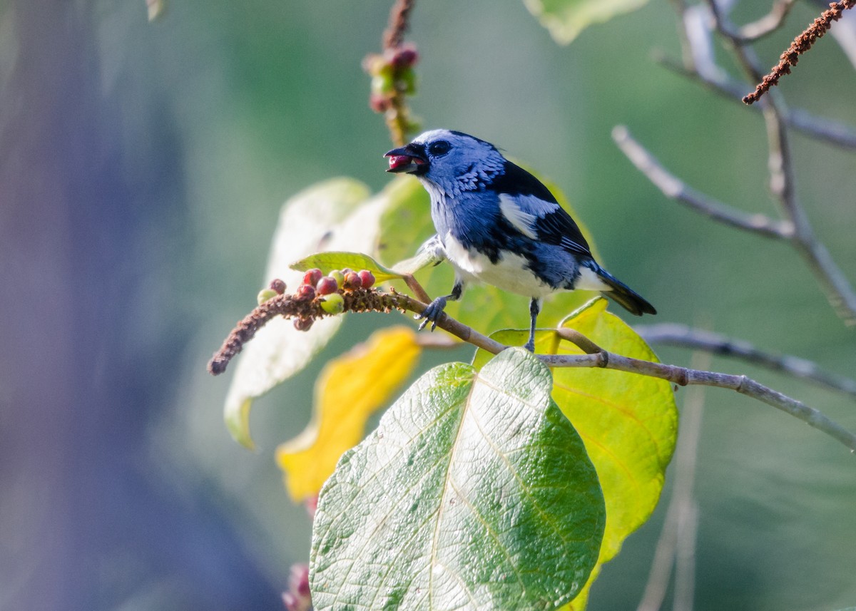 White-bellied Tanager - ML641021413