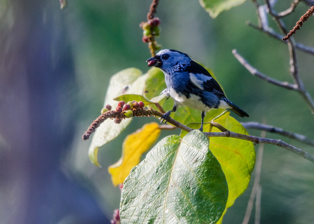 White-bellied Tanager - ML641021415