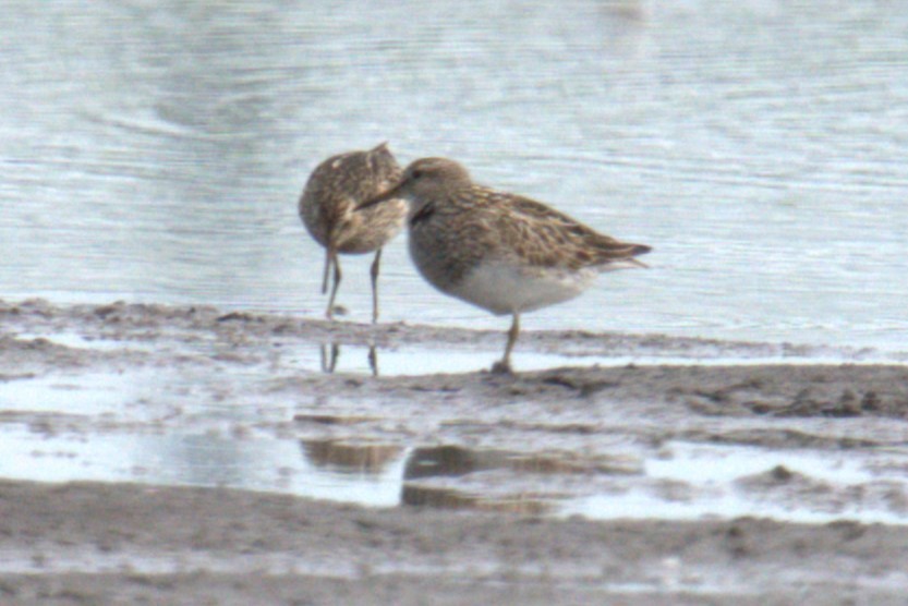 Graubrust-Strandläufer - ML641021417