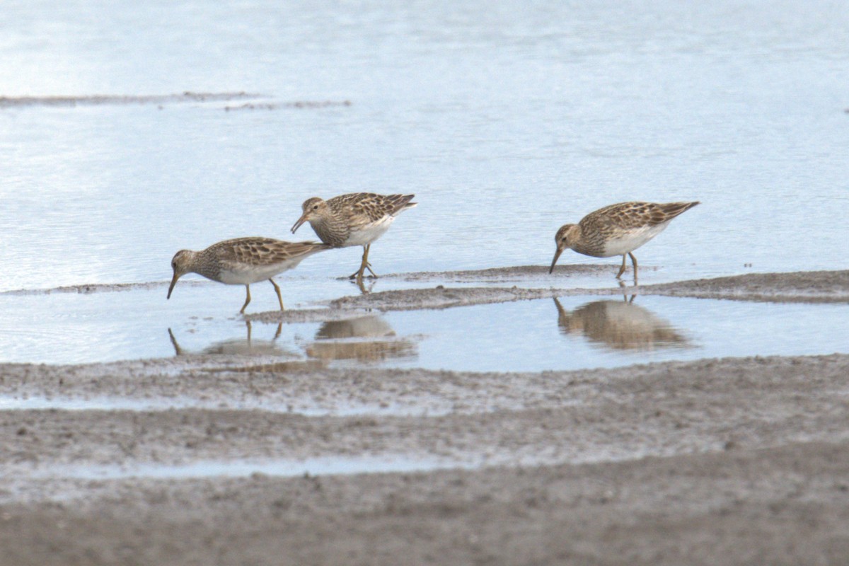 Graubrust-Strandläufer - ML641021418