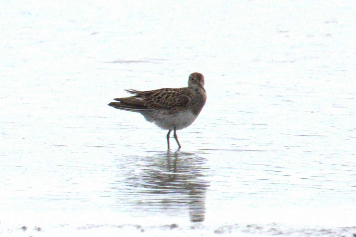 Graubrust-Strandläufer - ML641021419