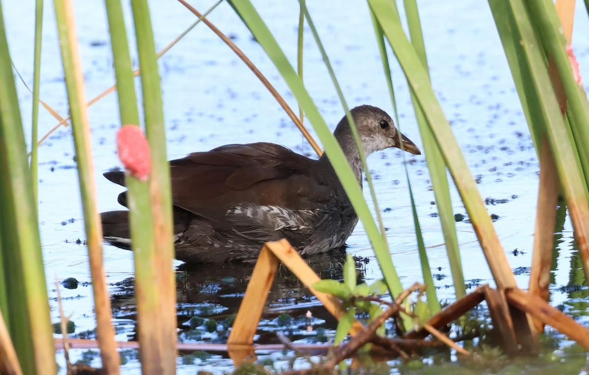 Common Gallinule - ML641021425