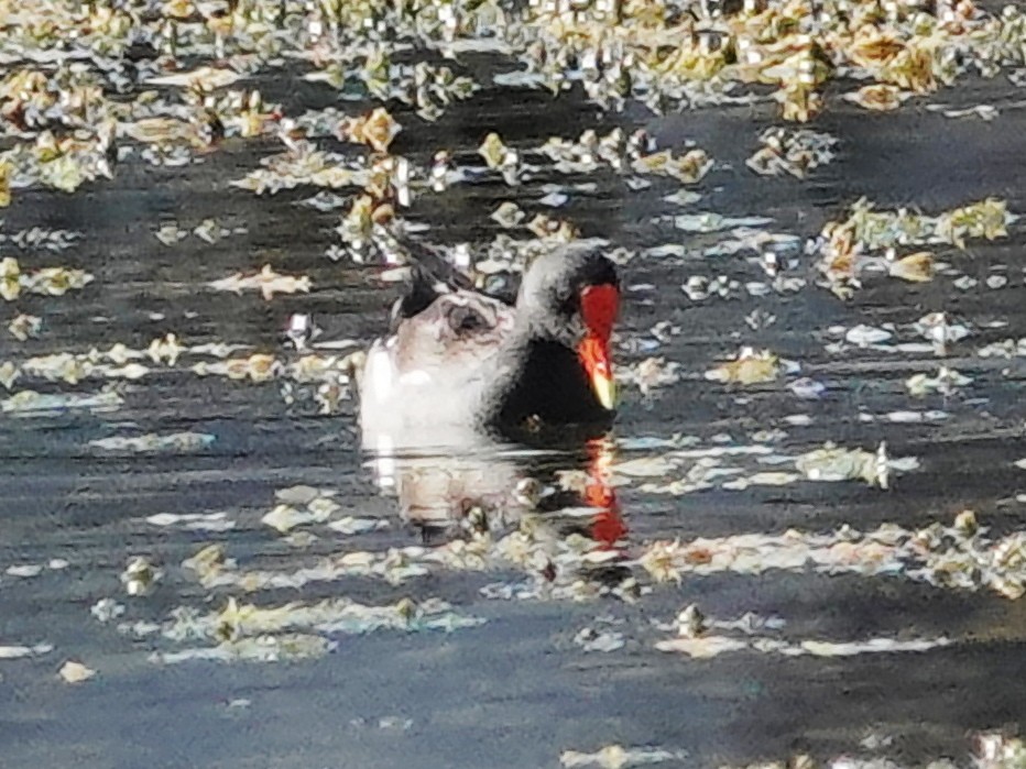 Common Gallinule - ML641021475