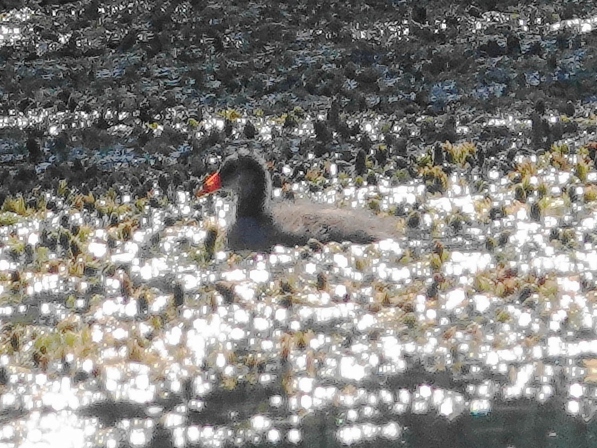 Common Gallinule - ML641021476
