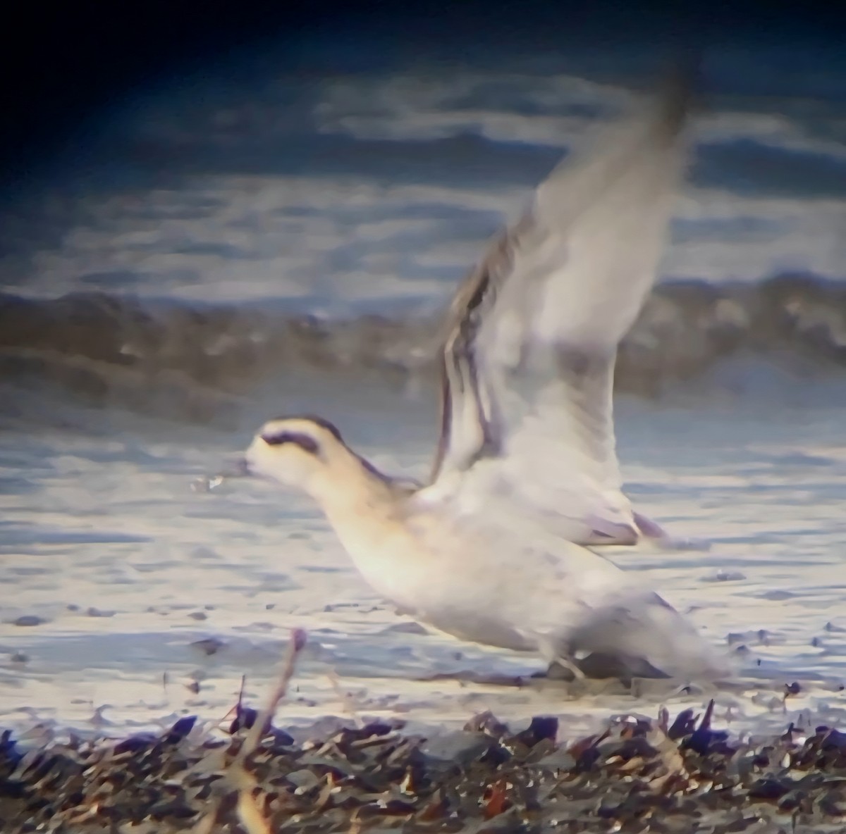 Falaropo beccosottile - ML641021499