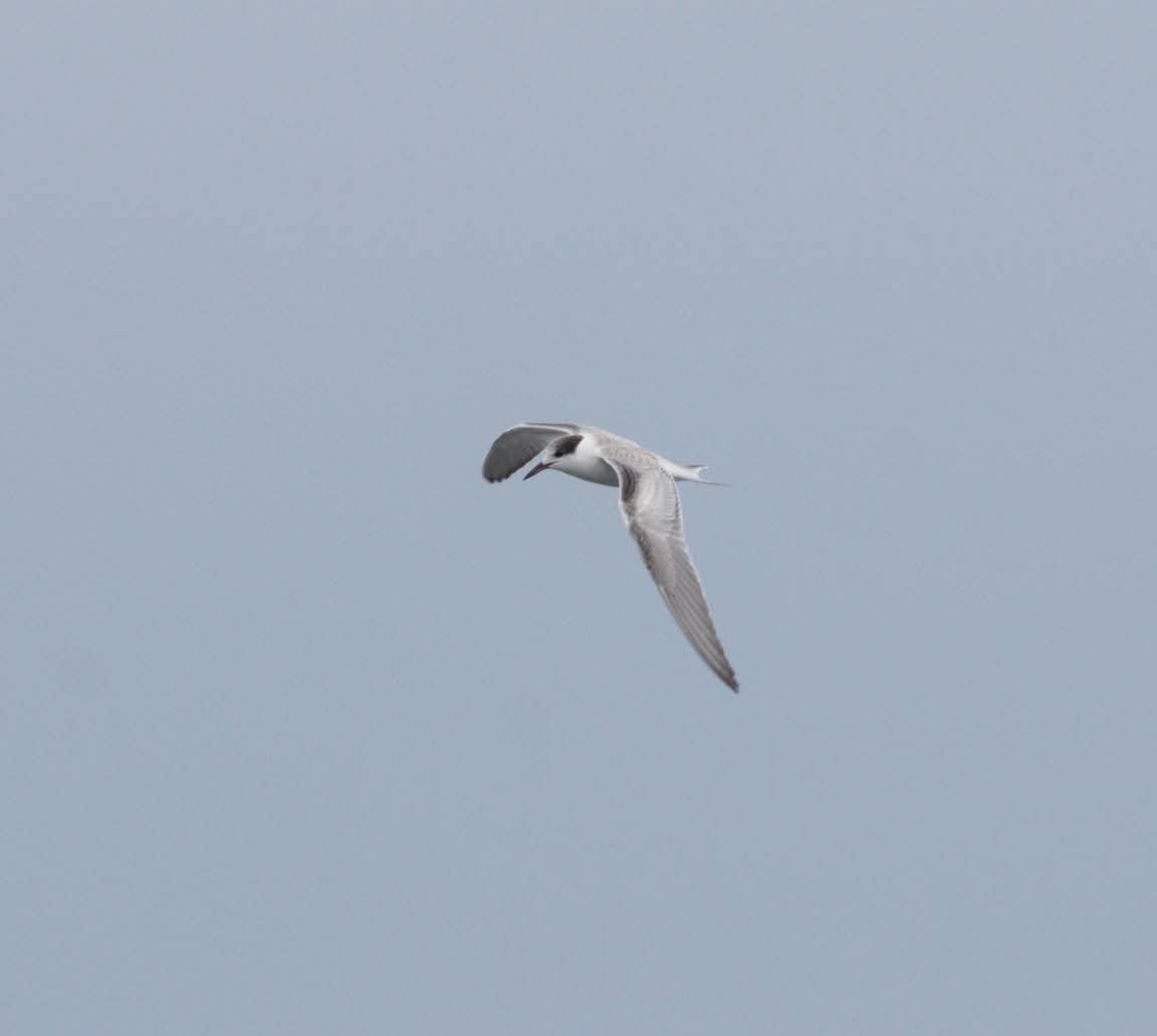 Common Tern - ML641021555