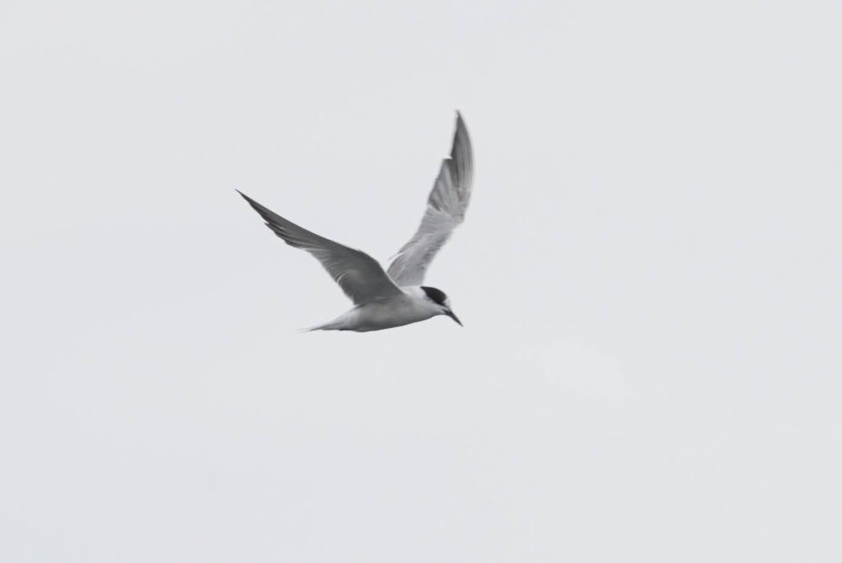 Common Tern - ML641021556