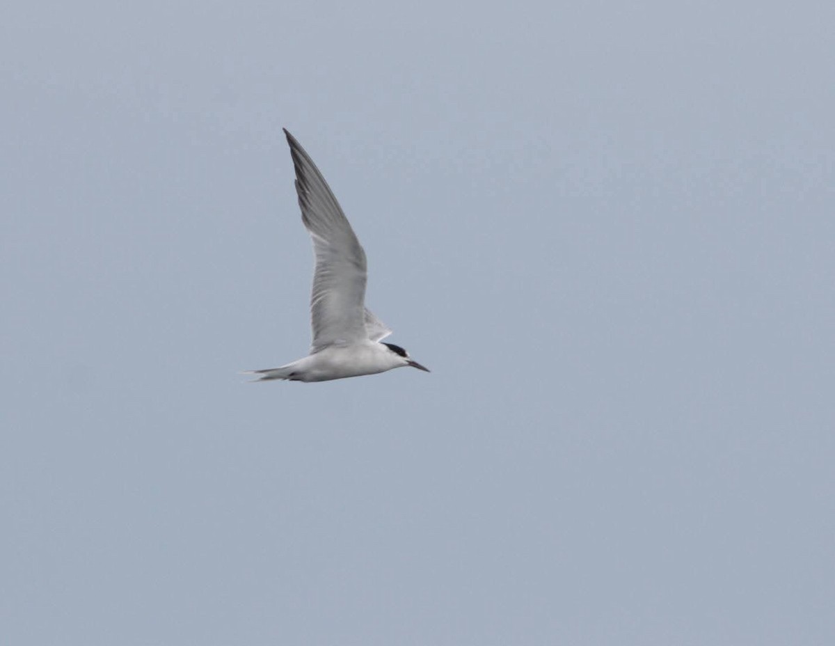 Common Tern - ML641021557