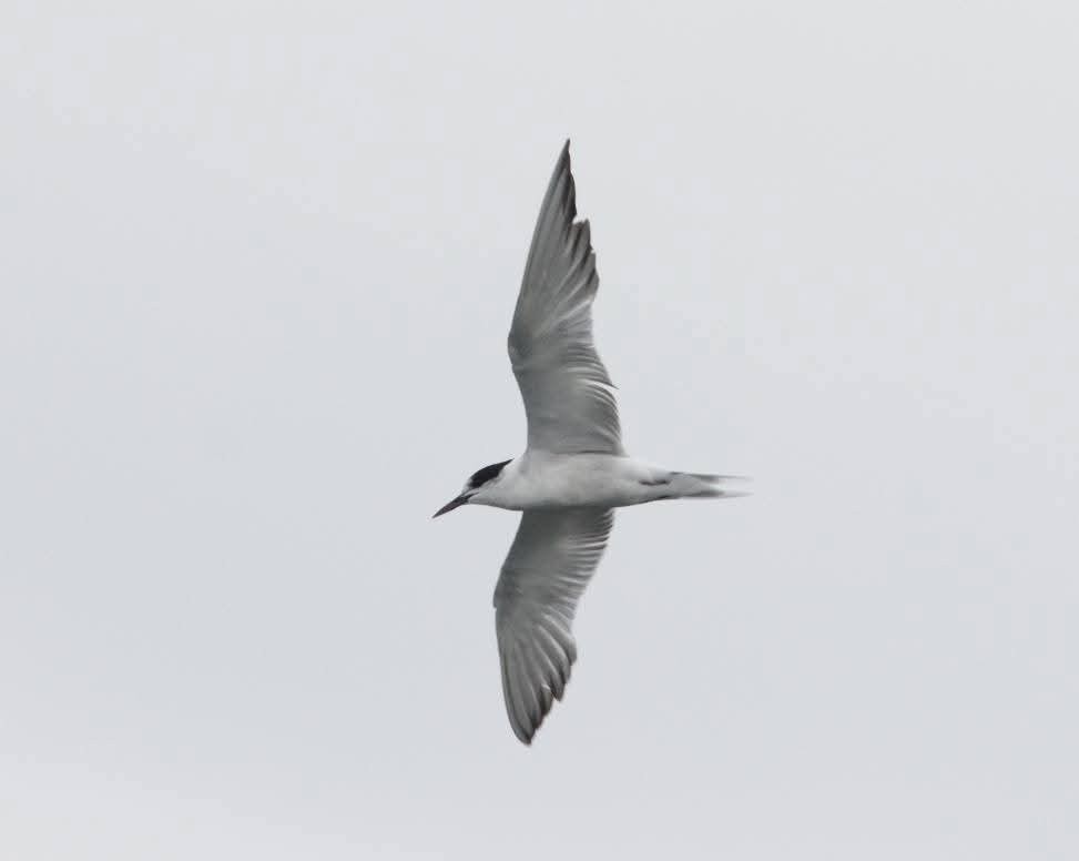 Common Tern - ML641021558