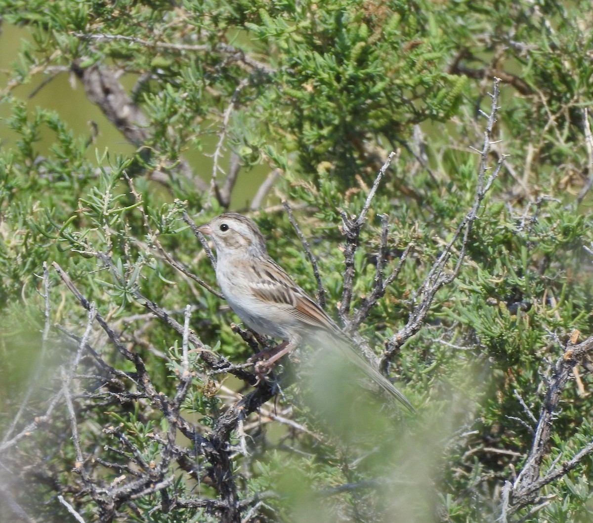 Карнатка лучна - ML641021562