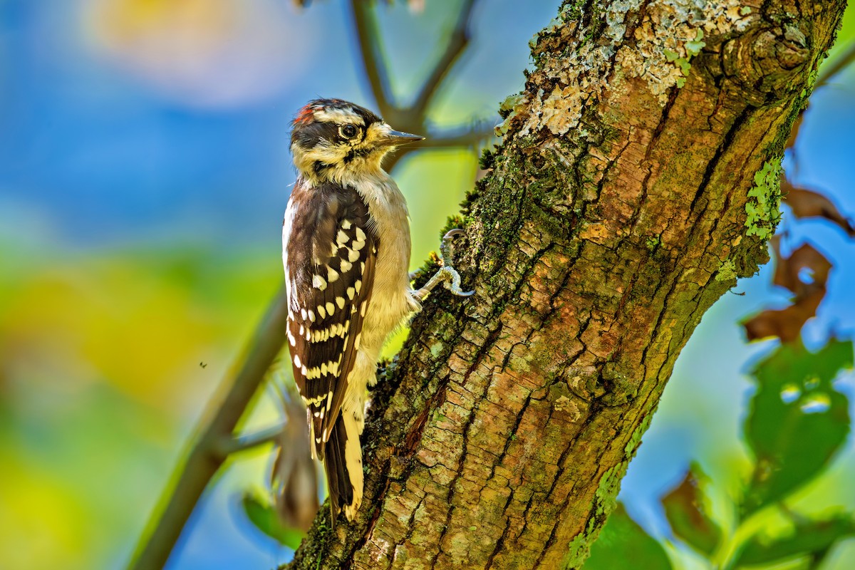 Downy Woodpecker - ML641021604