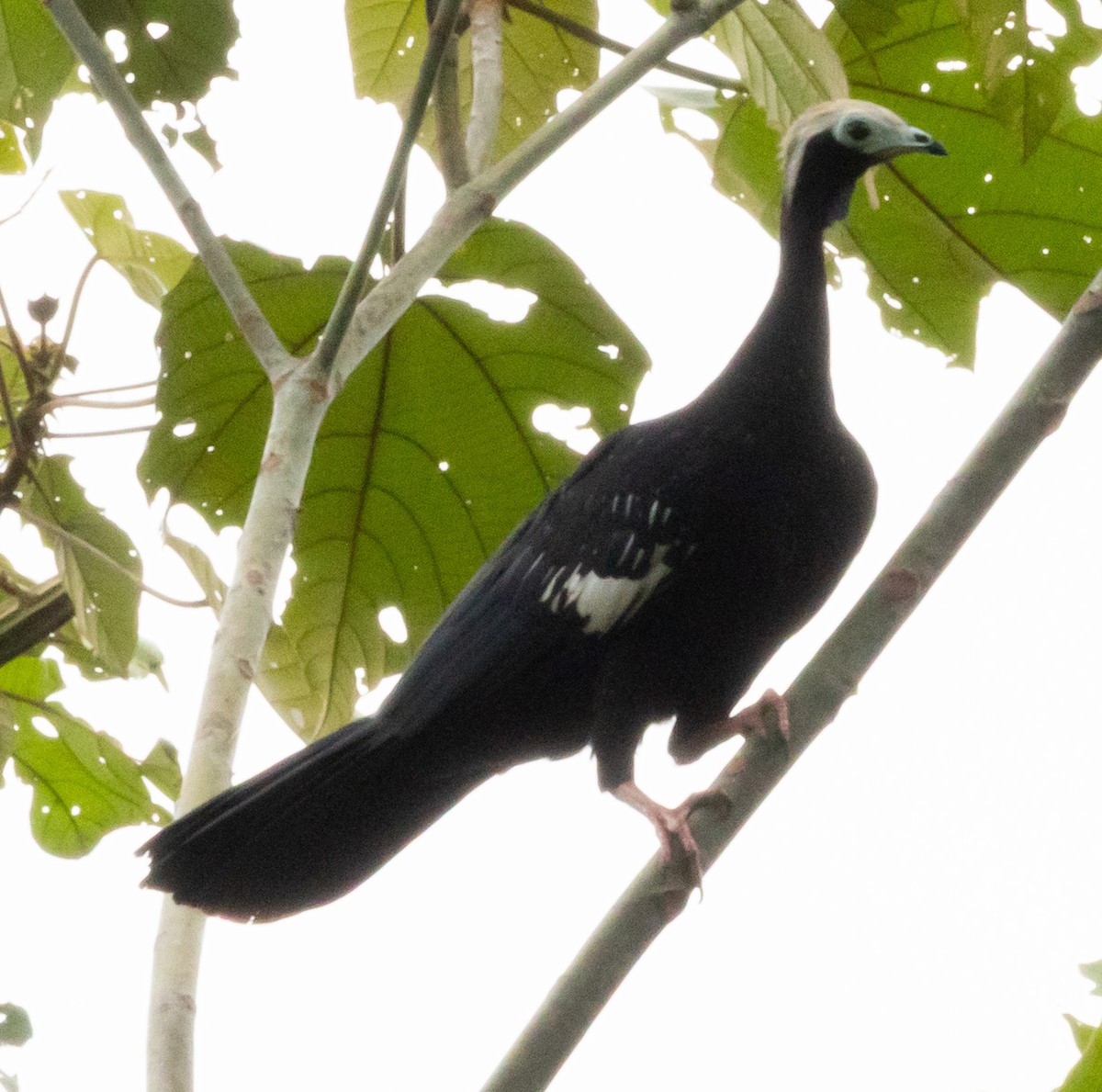 Blue-throated Piping-Guan - ML641021608