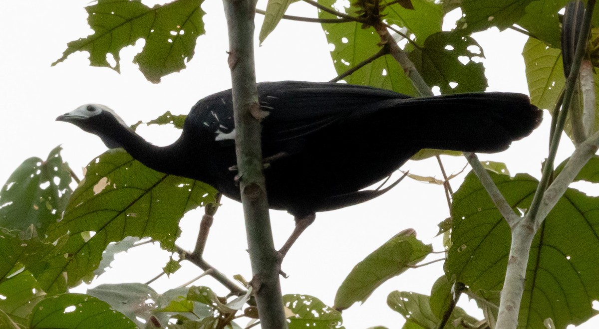 Blue-throated Piping-Guan - ML641021609