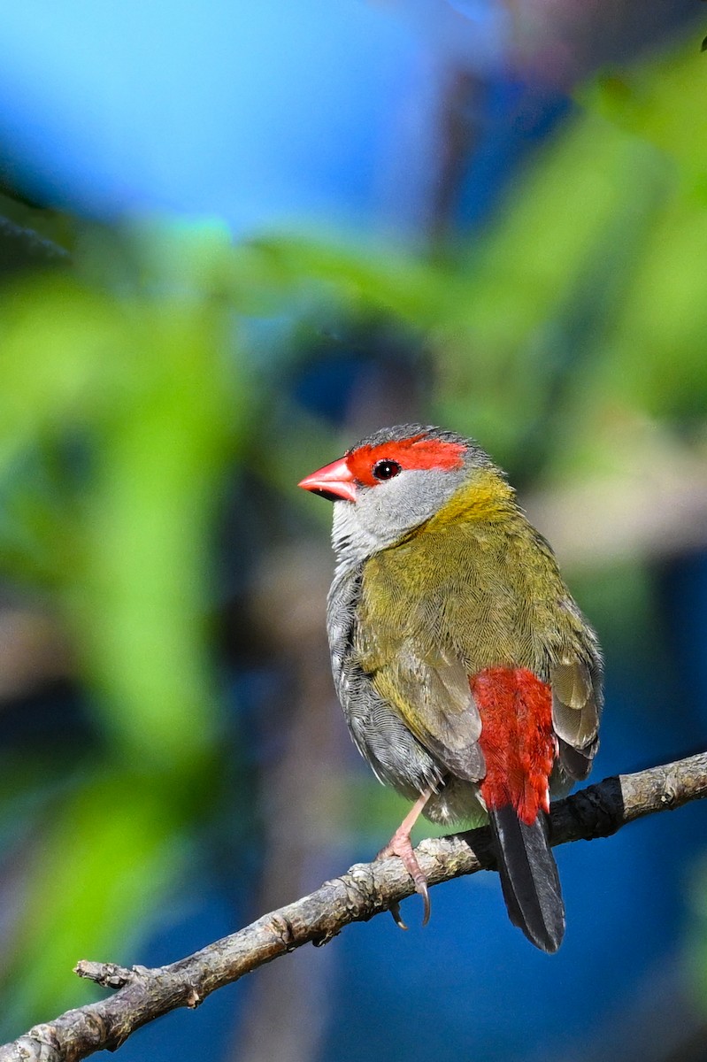 Red-browed Firetail - ML641021611