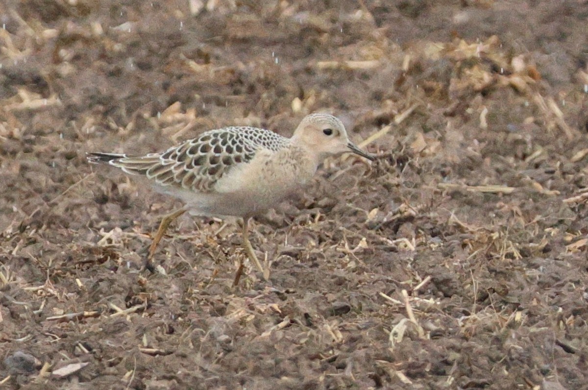 Buff-breasted Sandpiper - ML641021626