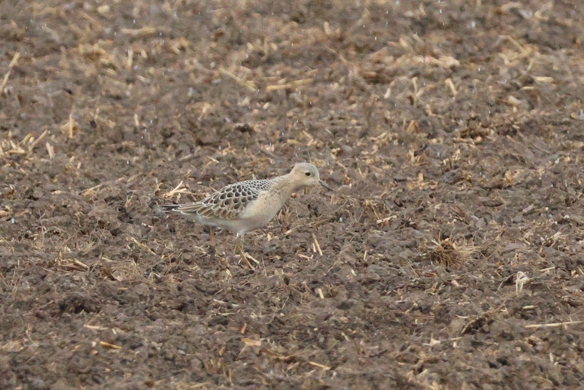 Buff-breasted Sandpiper - ML641021628