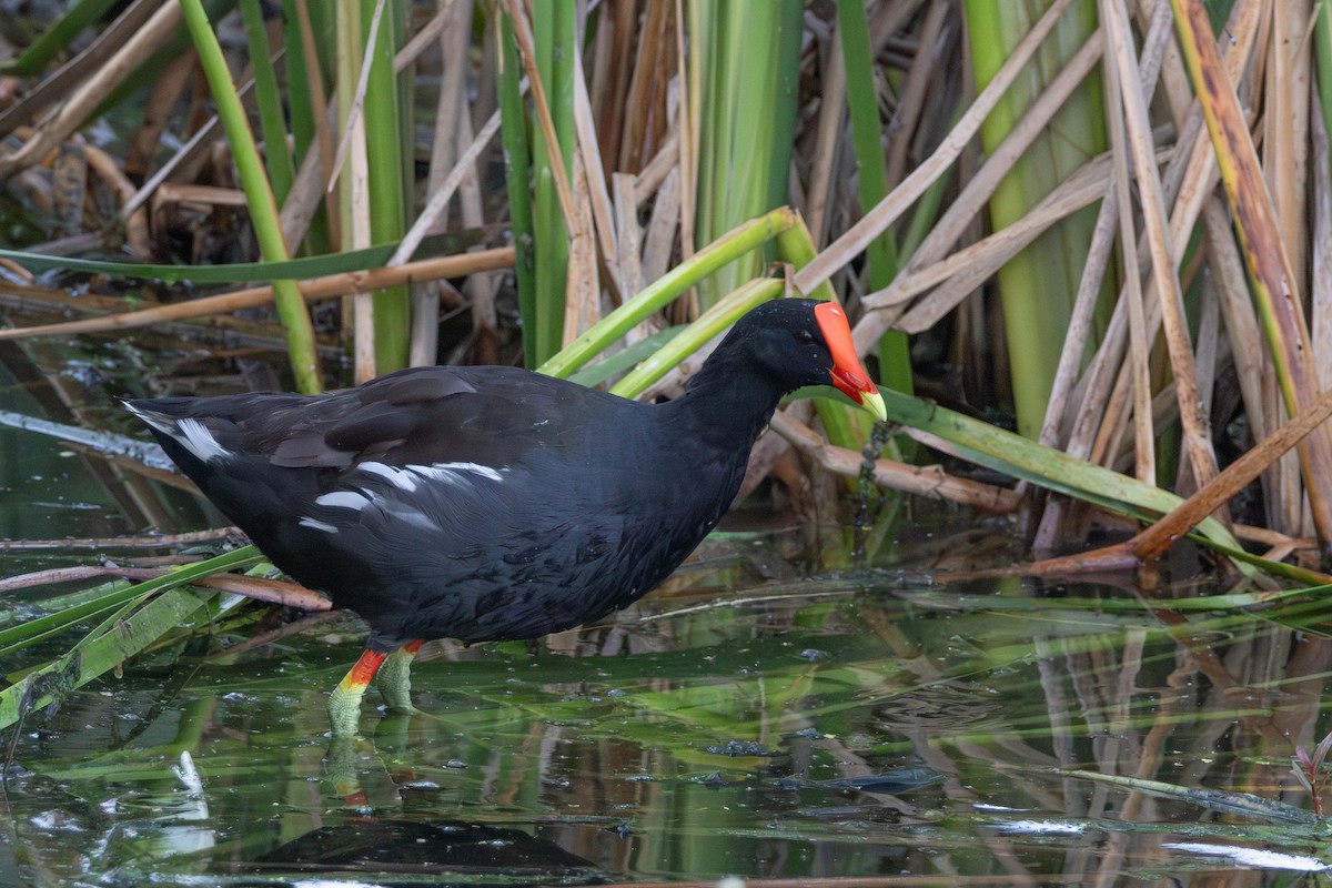 Common Gallinule - ML641021648