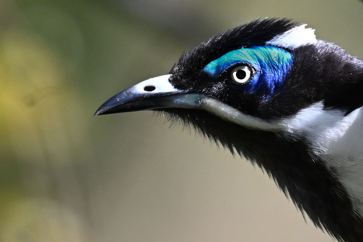 Blue-faced Honeyeater - ML641021650