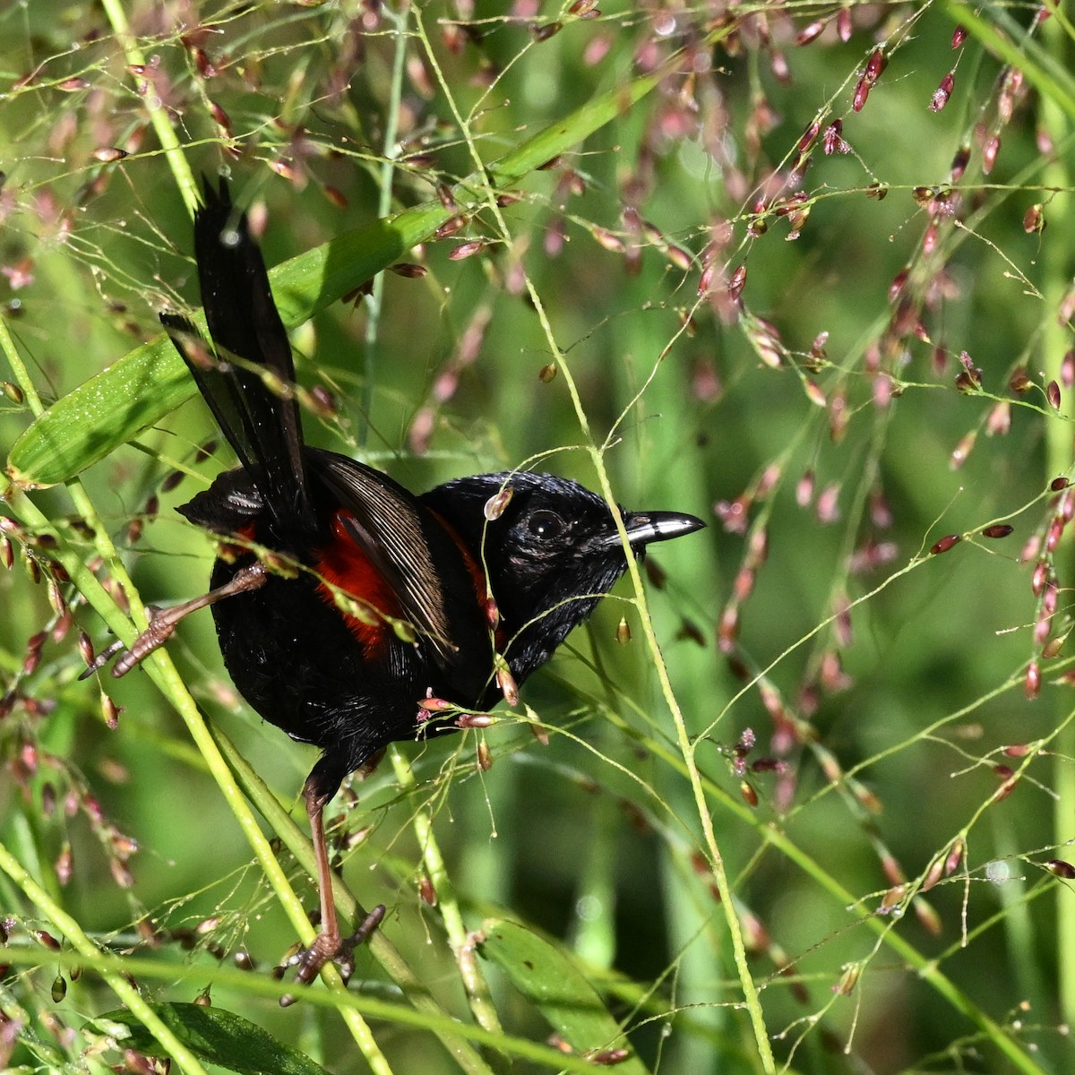 Red-backed Fairywren - ML641021660
