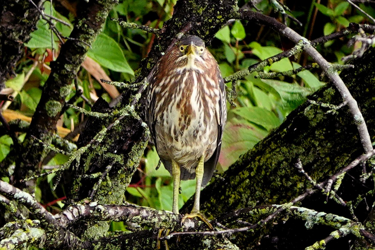 Green Heron - ML641021663