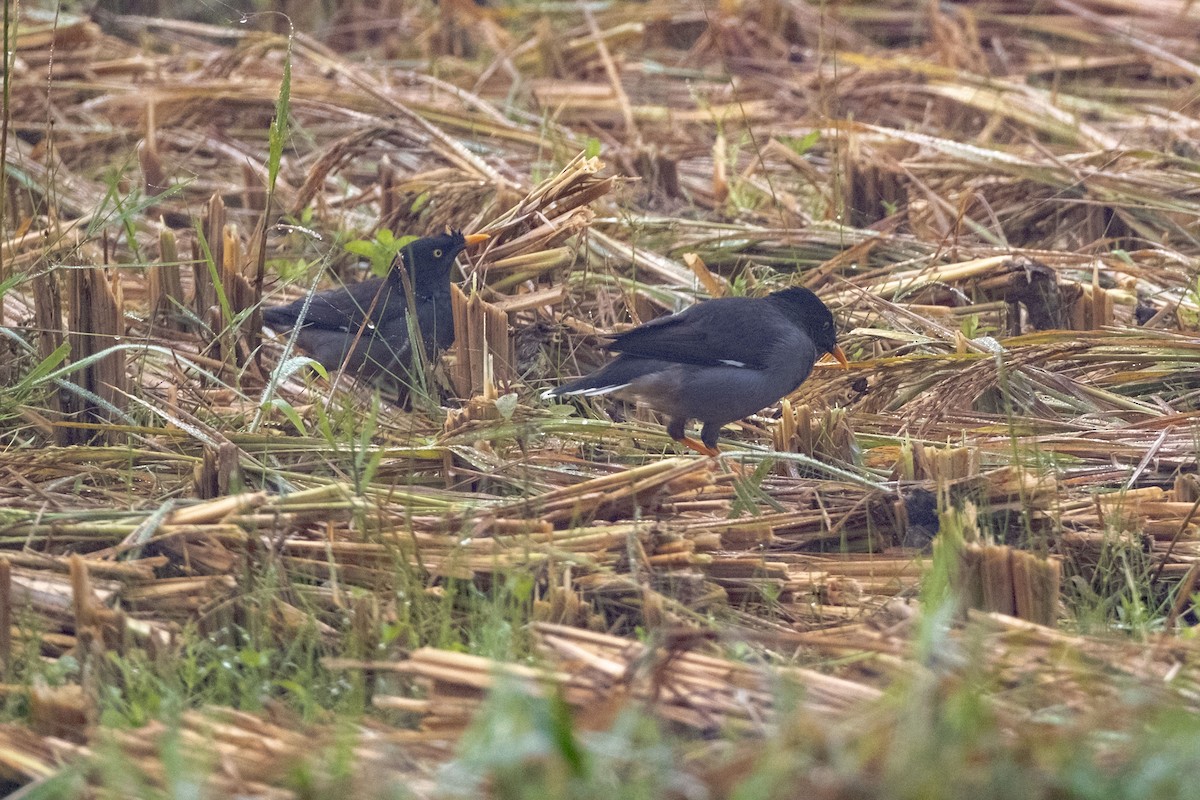 Jungle Myna - ML641021674
