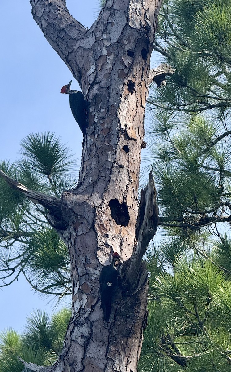 Pileated Woodpecker - ML641021756